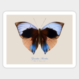 Butterfly - Giant Saturn or Zeuxidia Aurelius Sticker